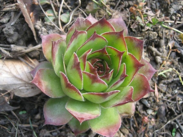 succulent plant interior cactus