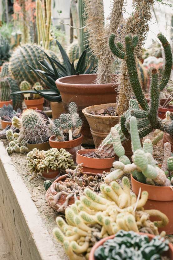 cactus succulent plants pots