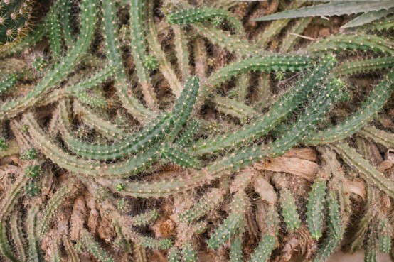 cacti cactus greenhouse looks like nest of snakes