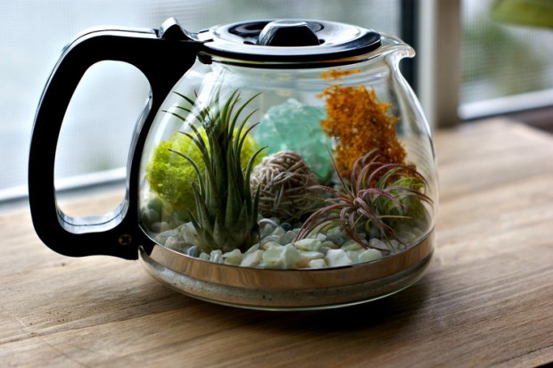 idea terrarium original succulent plant