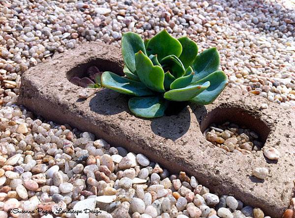 pebbles plants garden landscaping