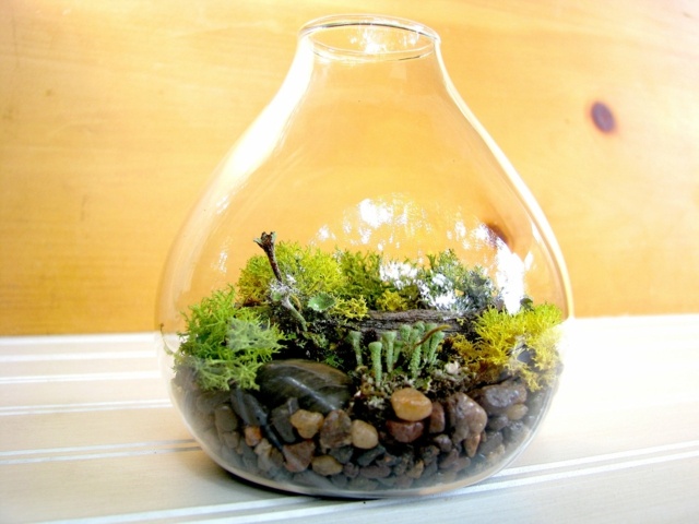 terrarium tumbuh-tumbuhan kerikil hijau