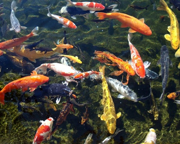 carp koi contemporary basin