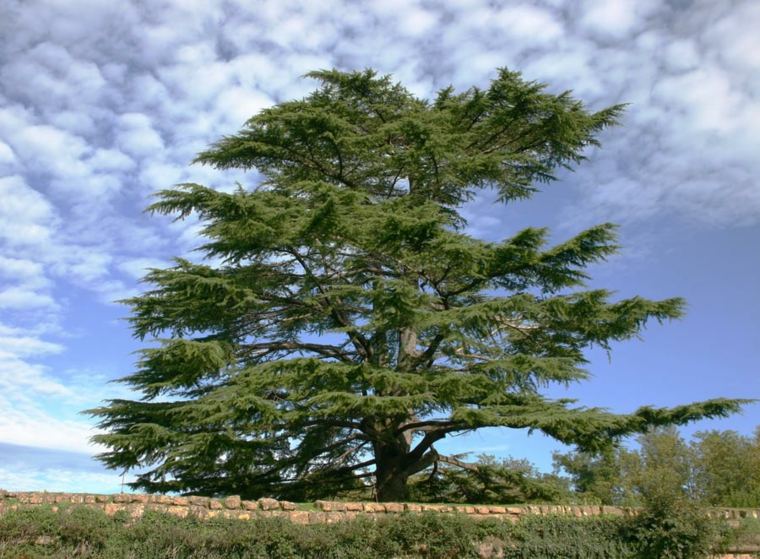 cedar evergreen tree essential oil idea plant a tree