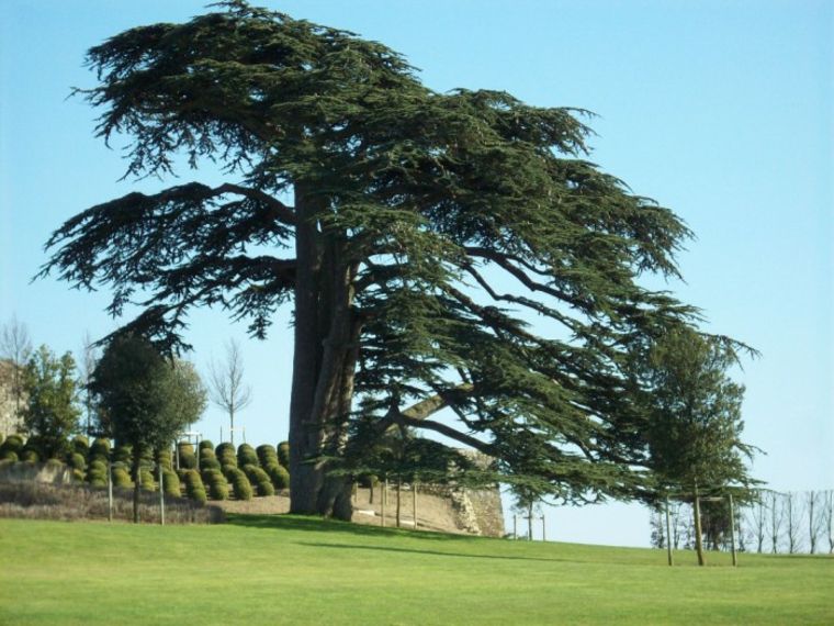 evergreen trees planting a tree cedar