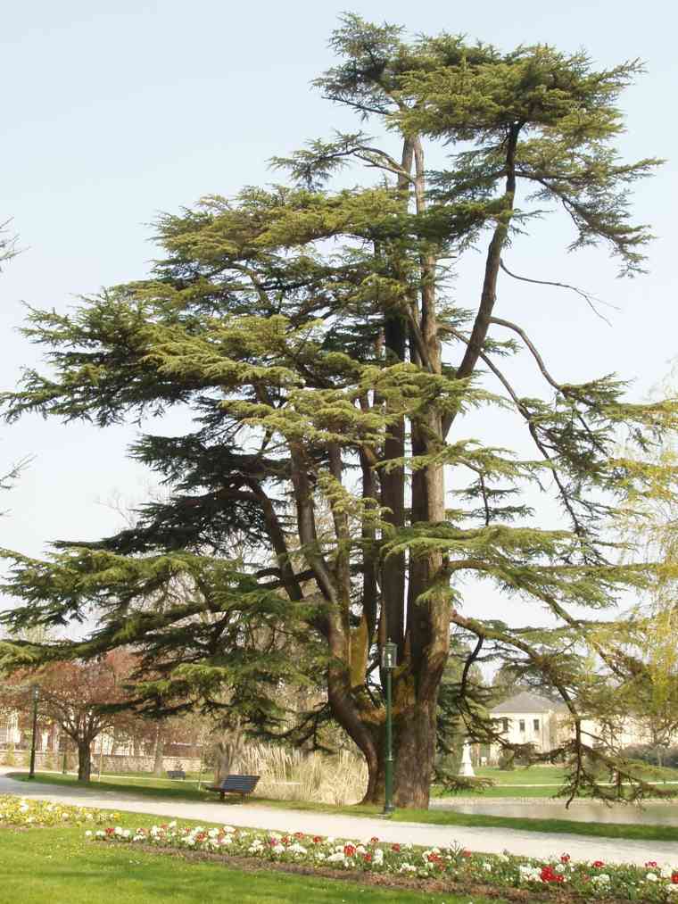 garden tree cedar park outdoor planting a tree