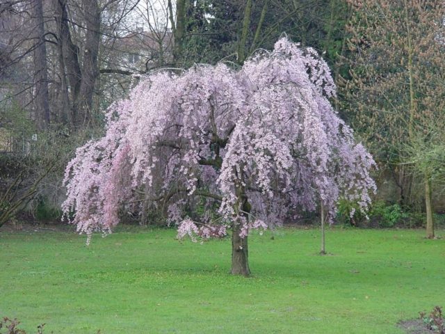 tree garden cherry tree purple weeping landscape space garden