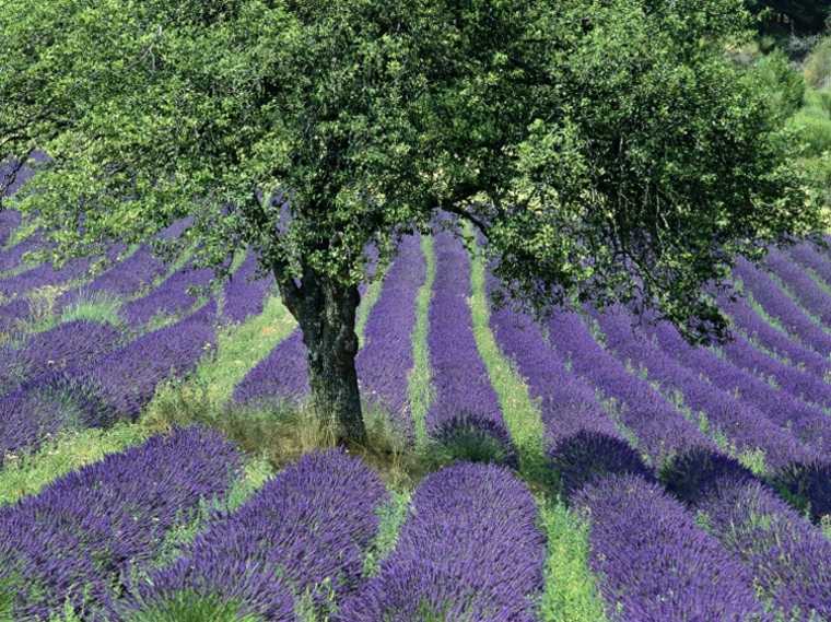 lavender field in Provence