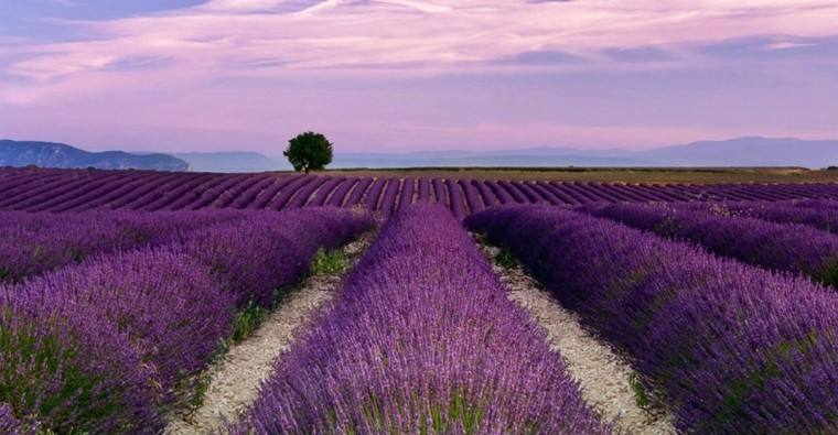 lavender field