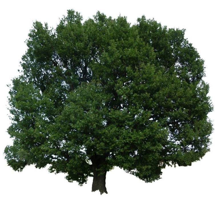 evergreen oak white evergreen tree