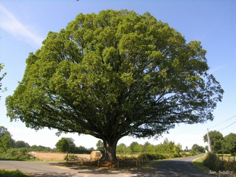 evergreen tree oak foliage round evergreen trees