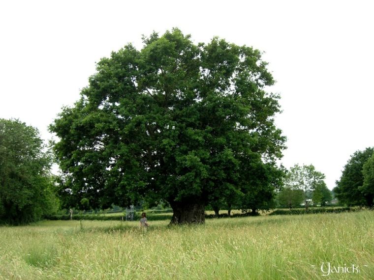 plant a tree garden oak foliage round green