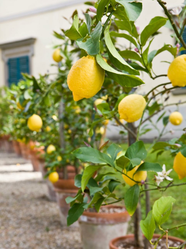 lemon balcony vegetable garden push idea fruit