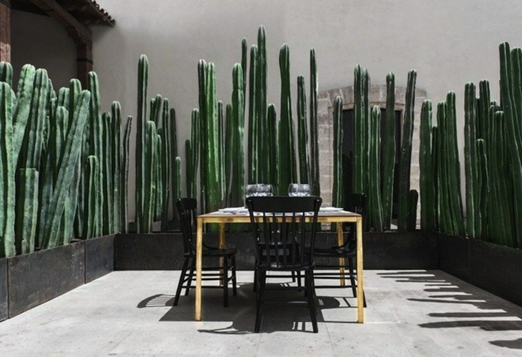 cactus partition in Mexico