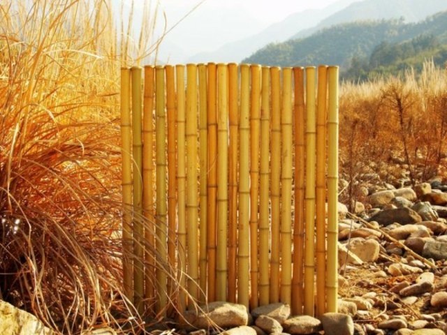 bamboo fence nature