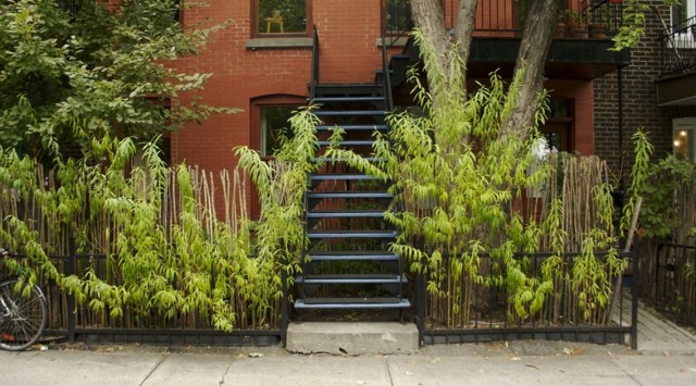 bamboo urban garden fence