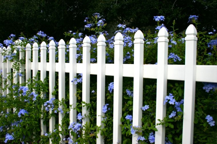 garden fence white wood purple flowers