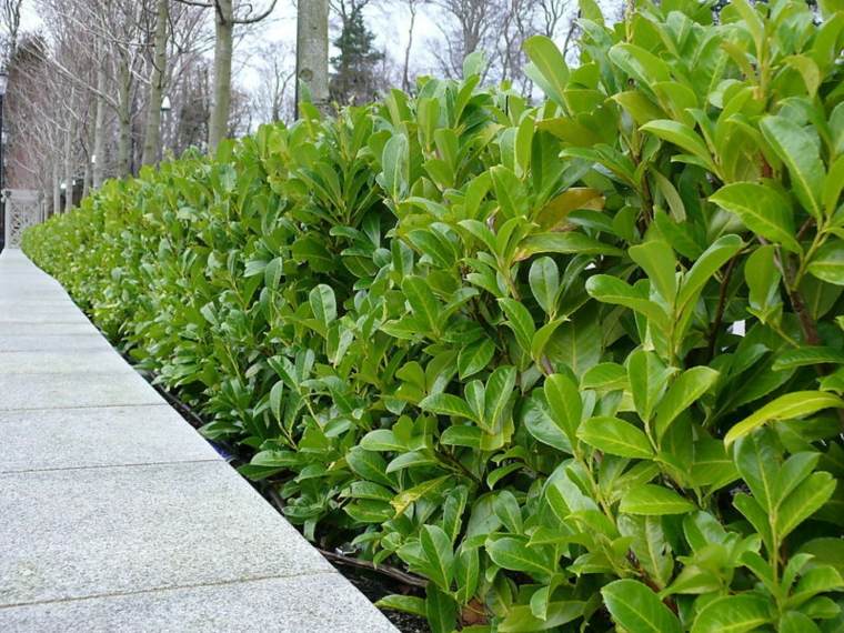 shrub fence garden green plants