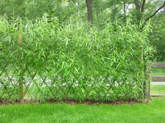 garden fence wicker living hedge