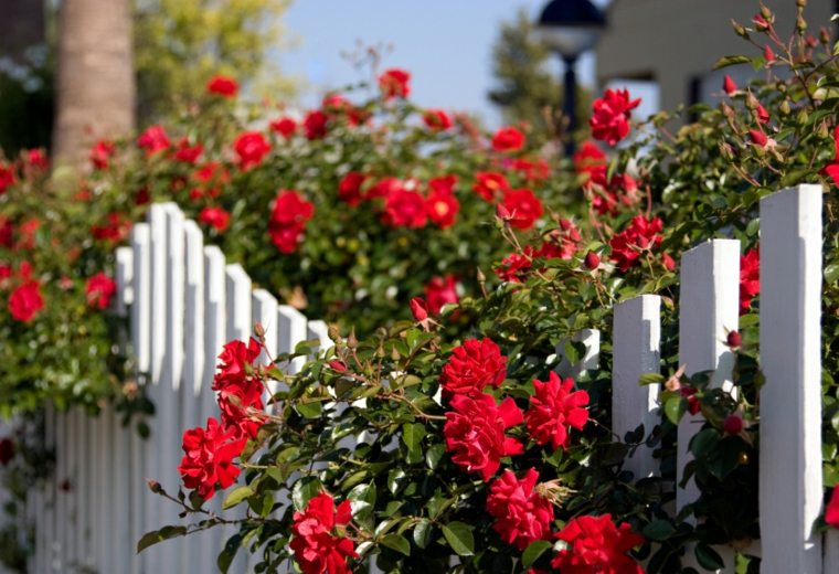 decorative fence roses whitebreak