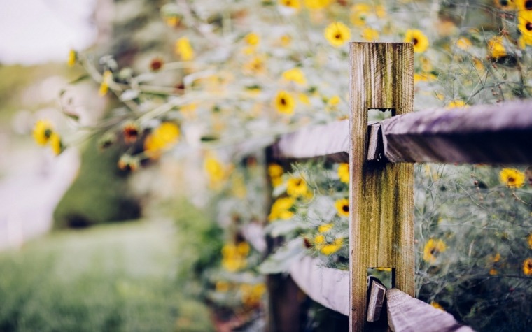 idea fence garden wood trend flowers outdoors