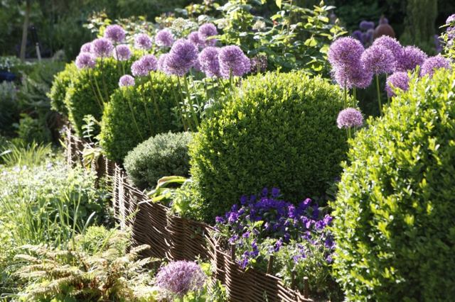 live hedge garden hedge natural fence garden idea