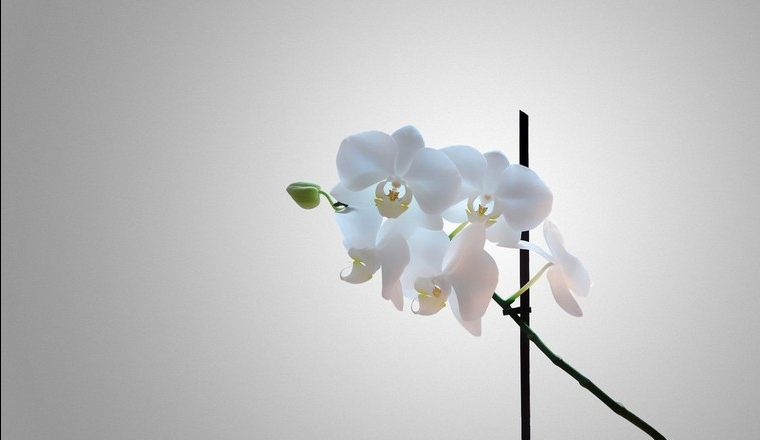 How to refreshing an orchid interview idea