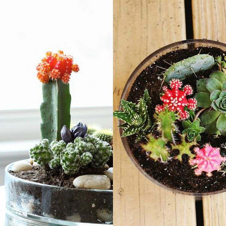 hvordan man laver en succulent kaktus have-tutorial-diy-dekoration