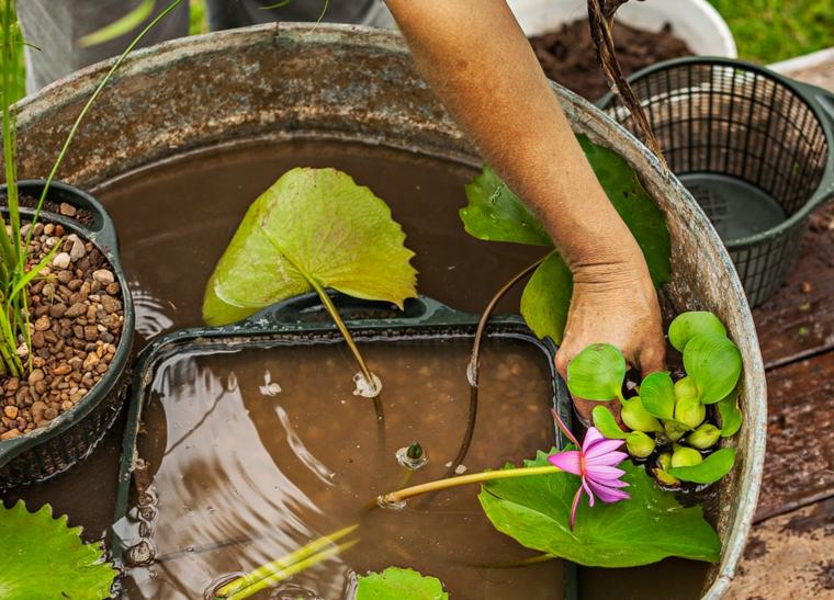 How realize-a-small-pond-aquatic-model