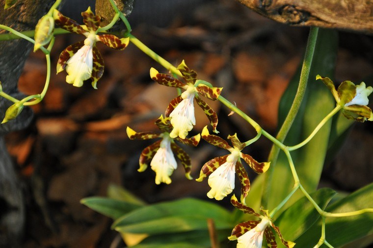 bloom an orchid idea plant apartment interior