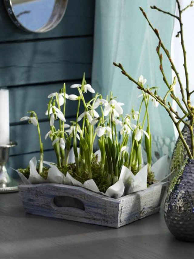 blomma arrangemang snowdrop bricka