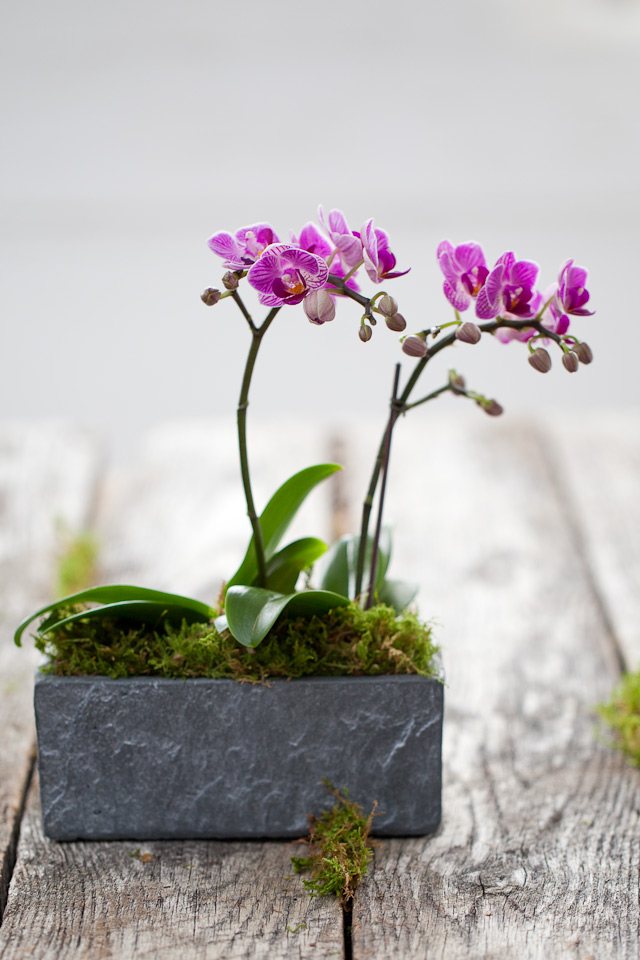 simple composition two violet orchids