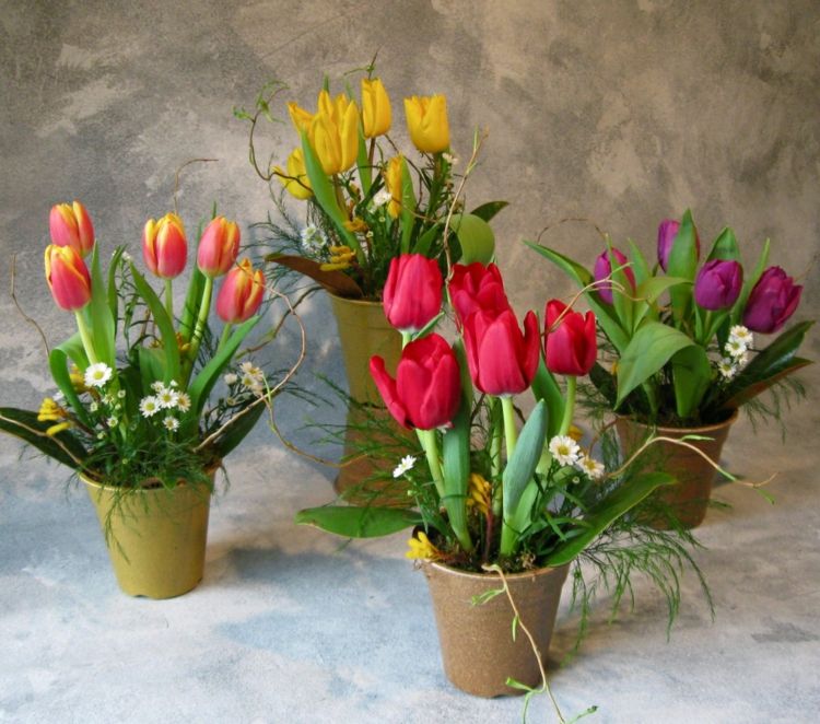 bunga bunga idea tulip