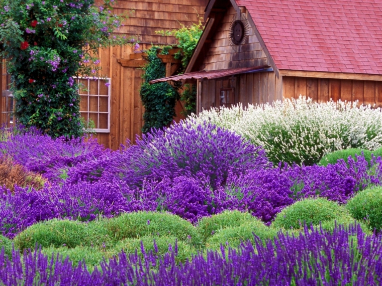 cottage with lavender garden