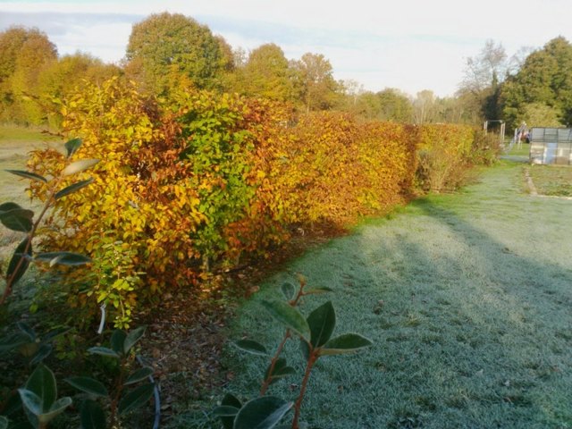 color autumn hedge