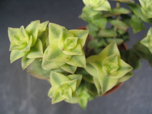 succulent plant'intérieur crassula cactus entretien 