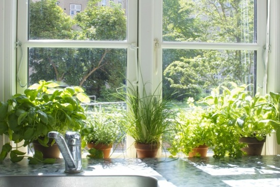 kitchen deco green plants