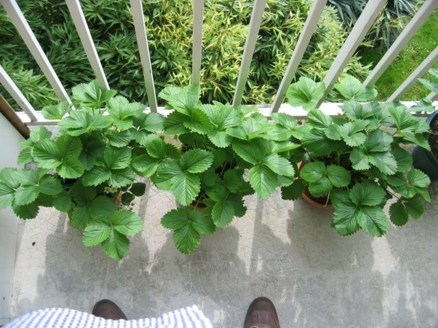 cultivate strawberry pot balcony