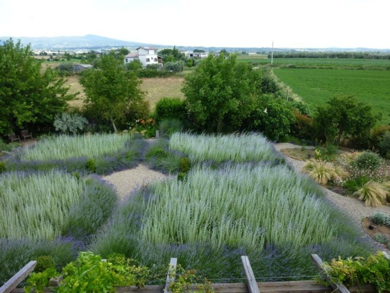 cultivate lavender afghanistan