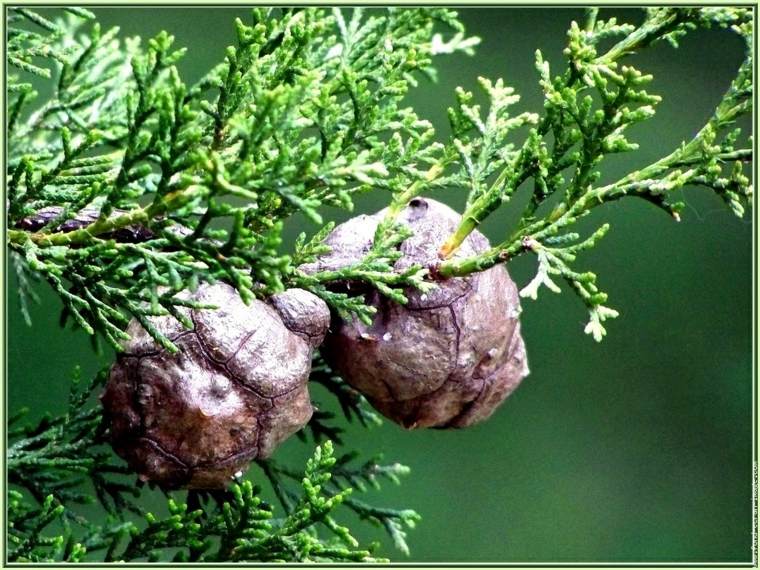 Persistent trees garden planting a tree cypress