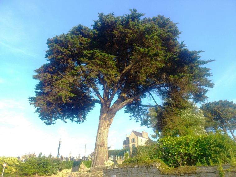 sacred tree with persistent foliage cypress