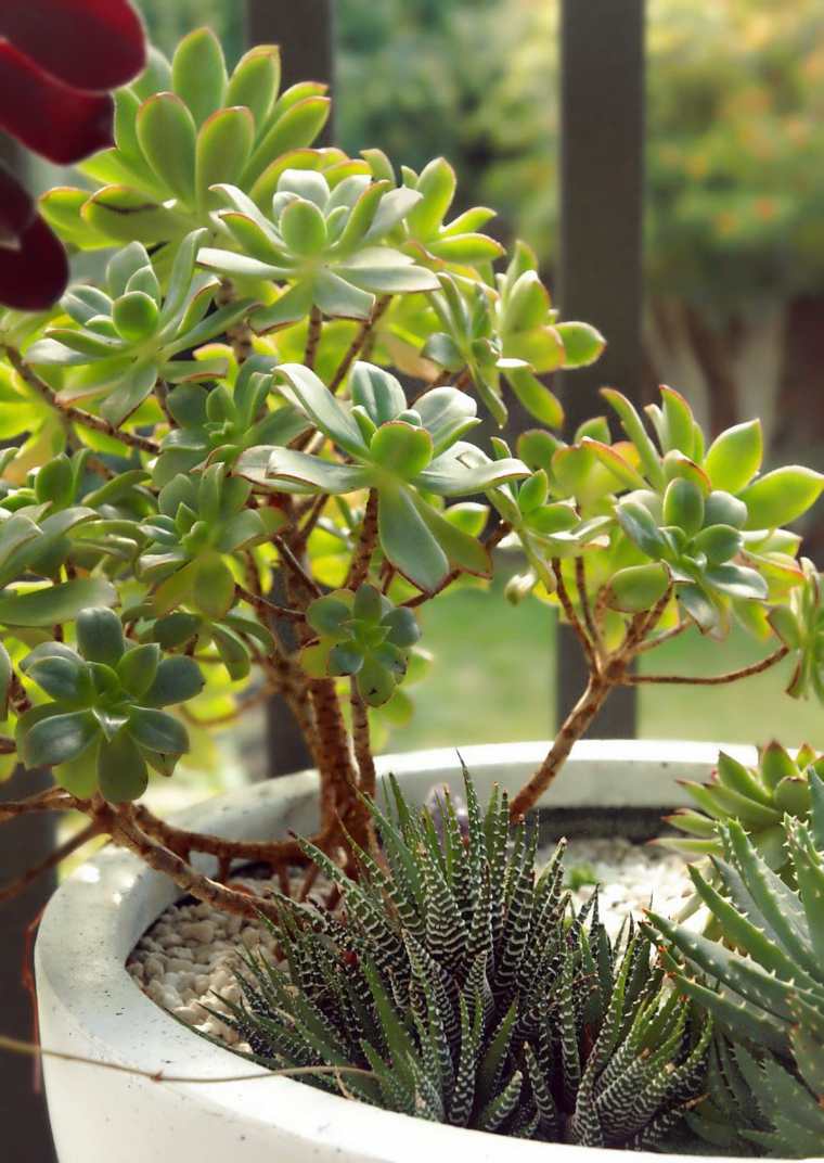 deco with potted plants