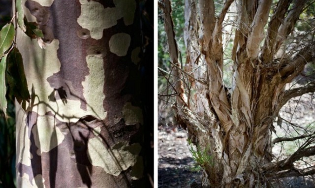 deco garden wall texture bark