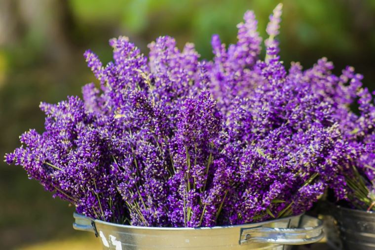 lavender deco in pot