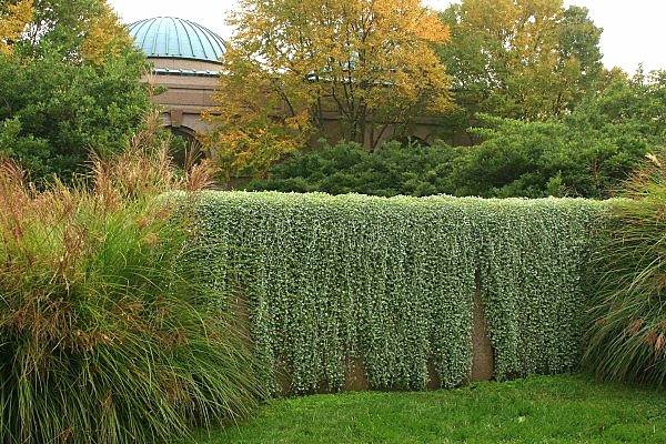 garden decoration green wall