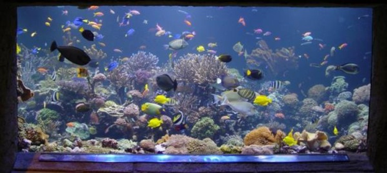 aquarium decoration accessory idea