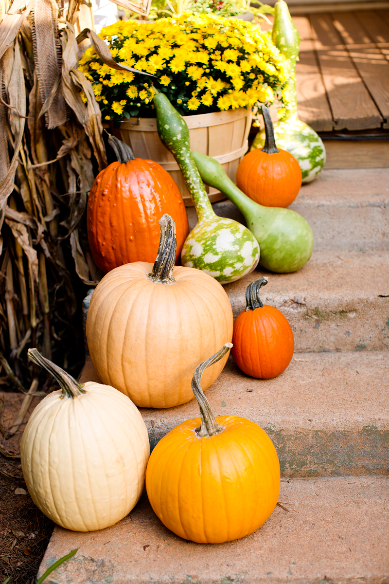 decoration pumpkins flowers idea original autumn