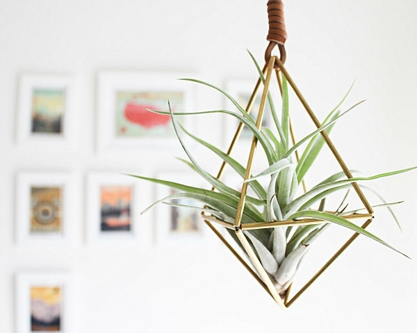 inomhus deco hängande tillandsias