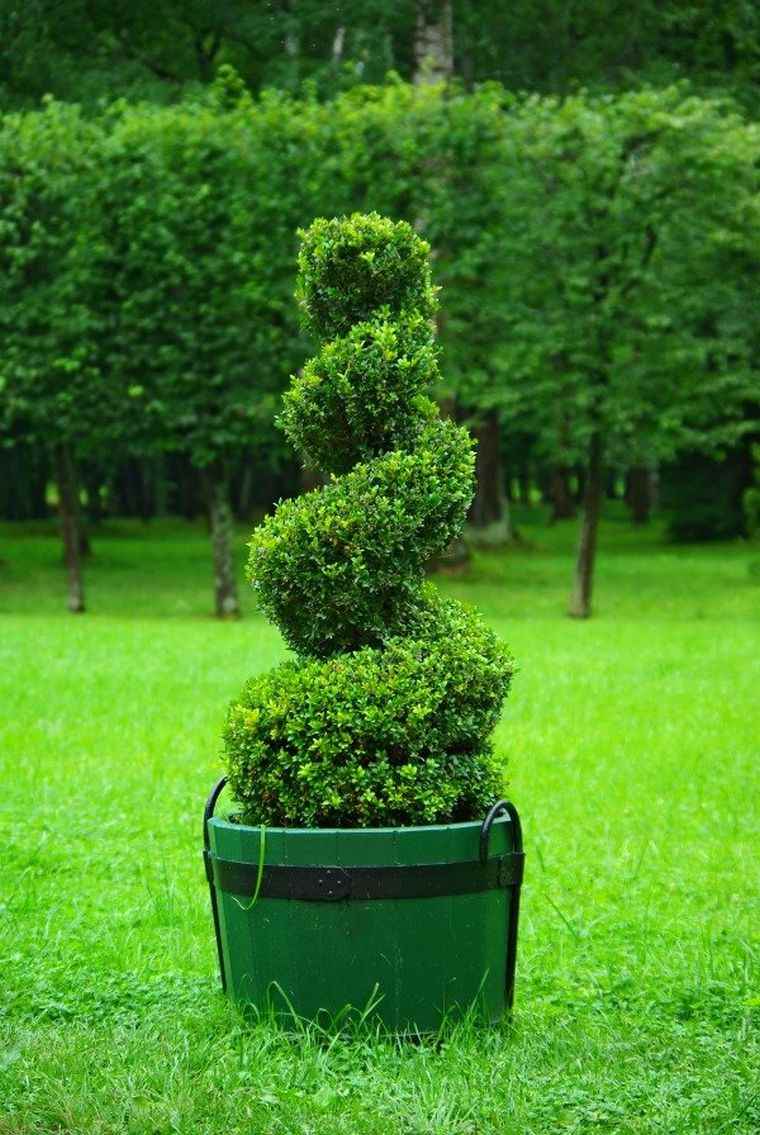 photo garden plant pot topiary style