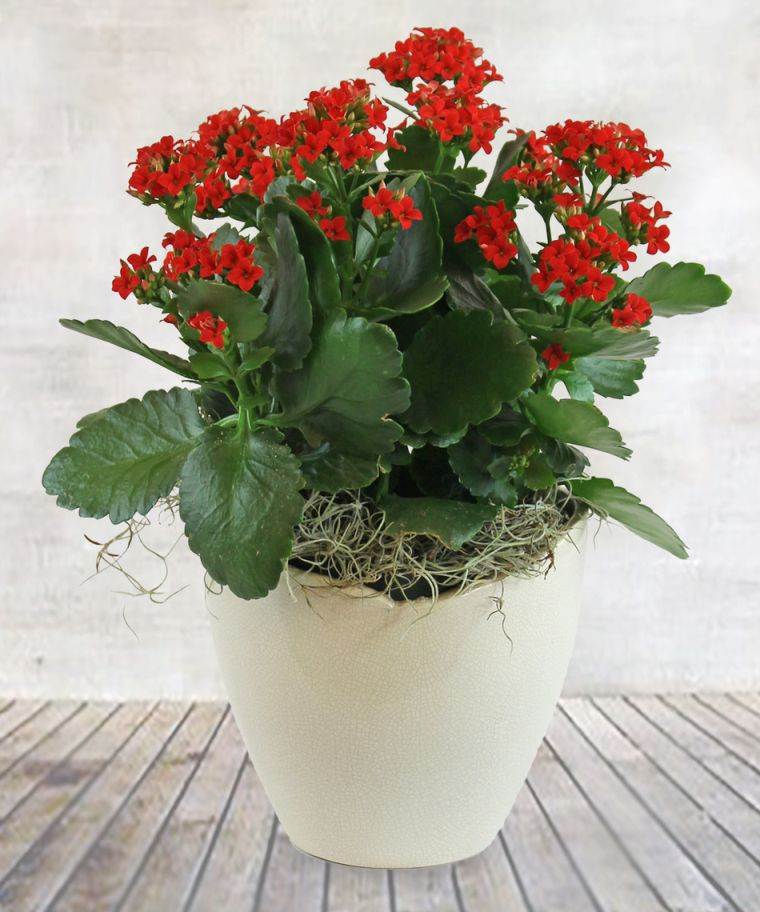 deco-table-äktenskap röd-vit center-of-table-röd-kallanchoe pot